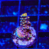 TSA Nightshade Acropora Coral