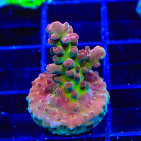 TSA Hell Raiser Acropora Coral