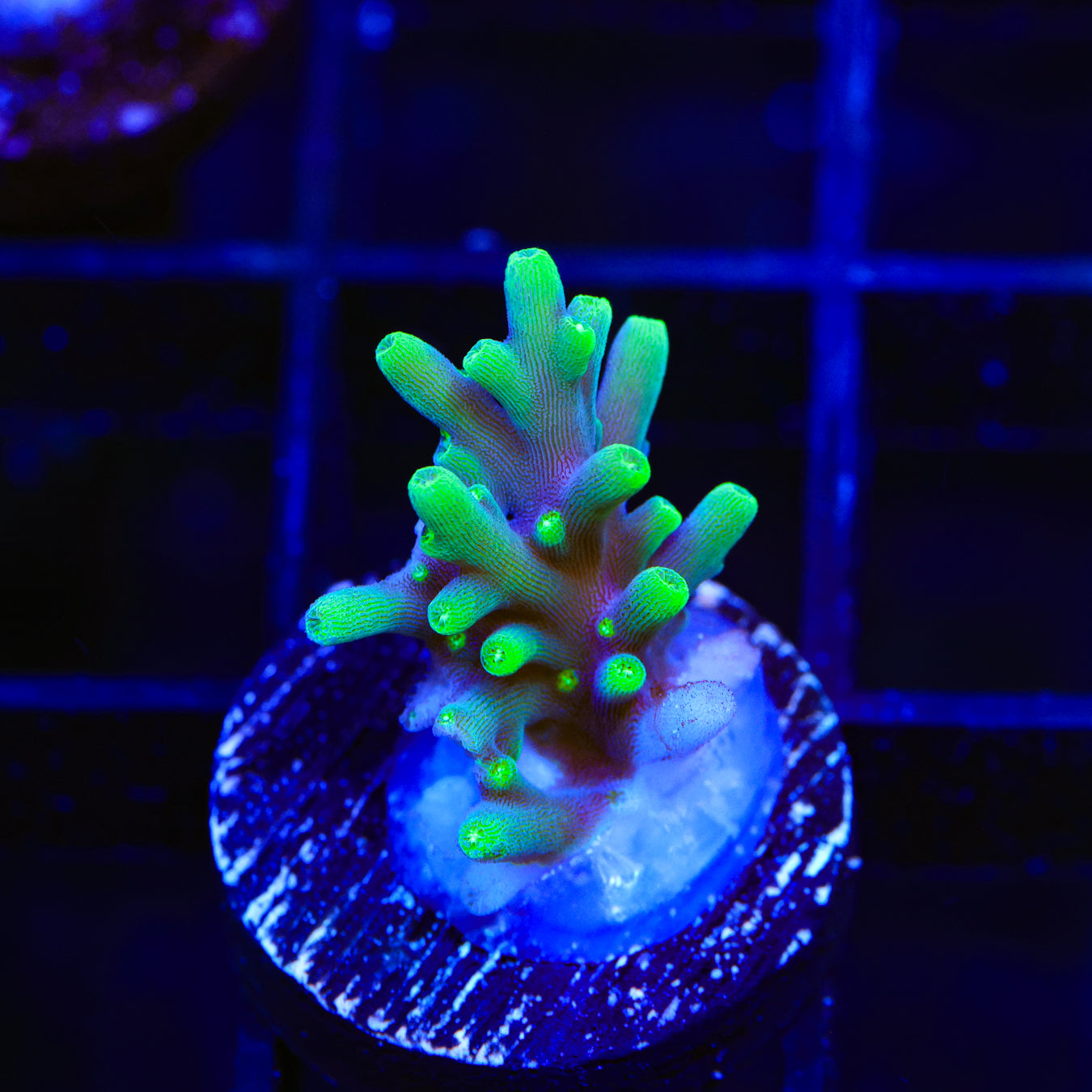 TSA Green Dragon Acropora Coral