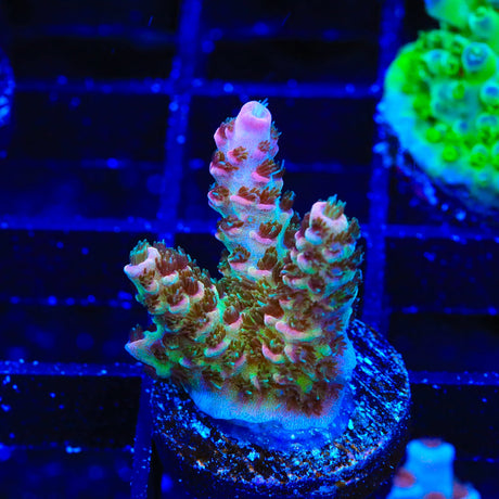 TSA Sour Tsunami Acropora Coral