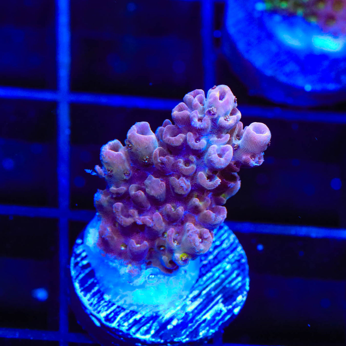 TSA Grimace Acropora Coral