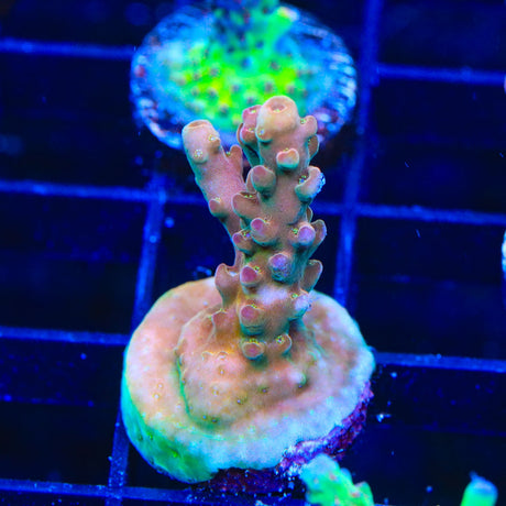 TSA Hellraiser Acropora Coral