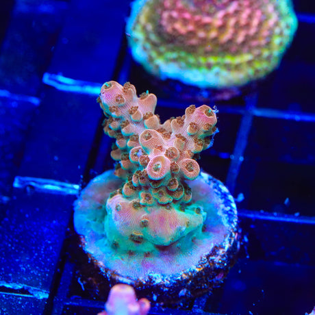 TSA Explosive Ember Acropora Coral