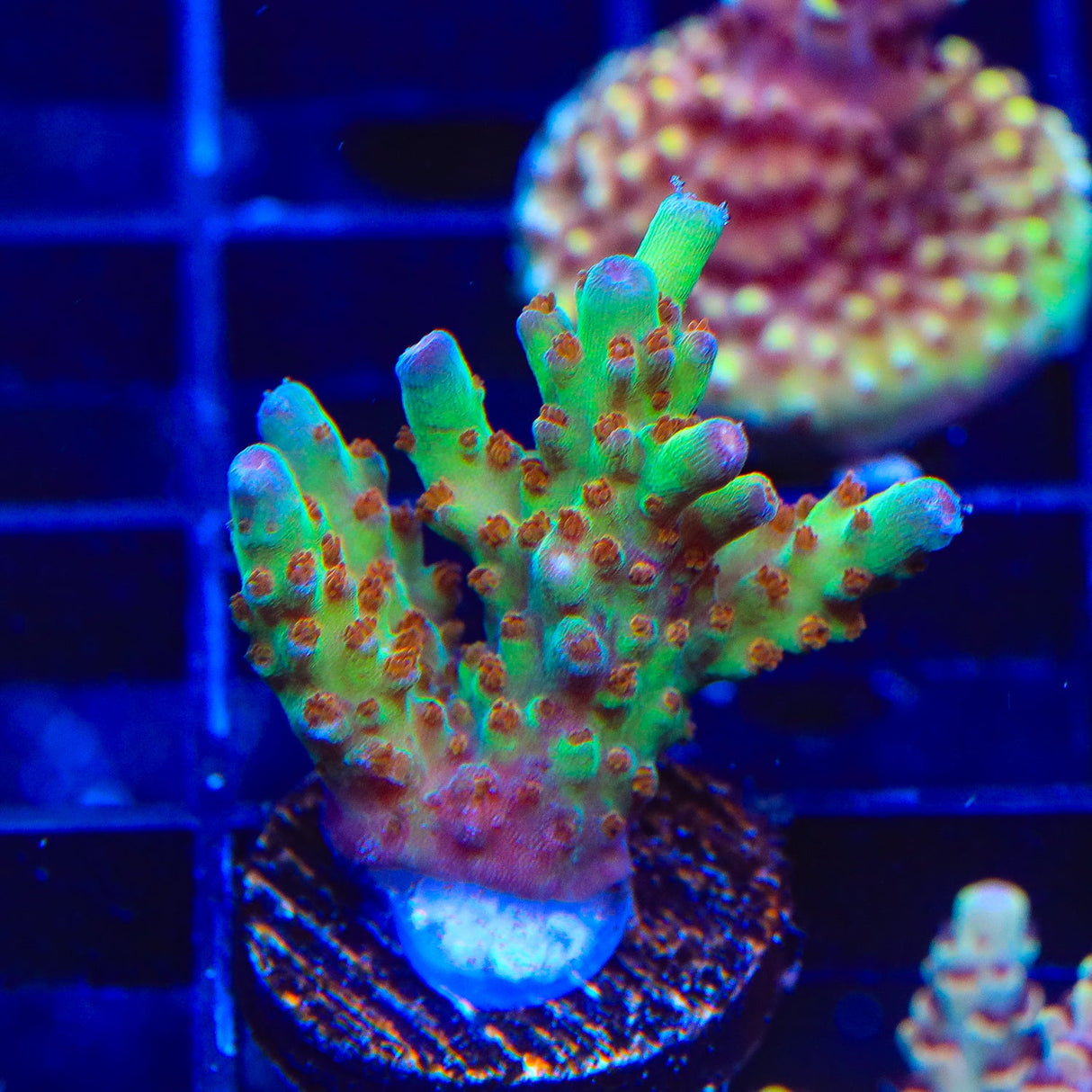 RRC Wonderland Acropora Coral