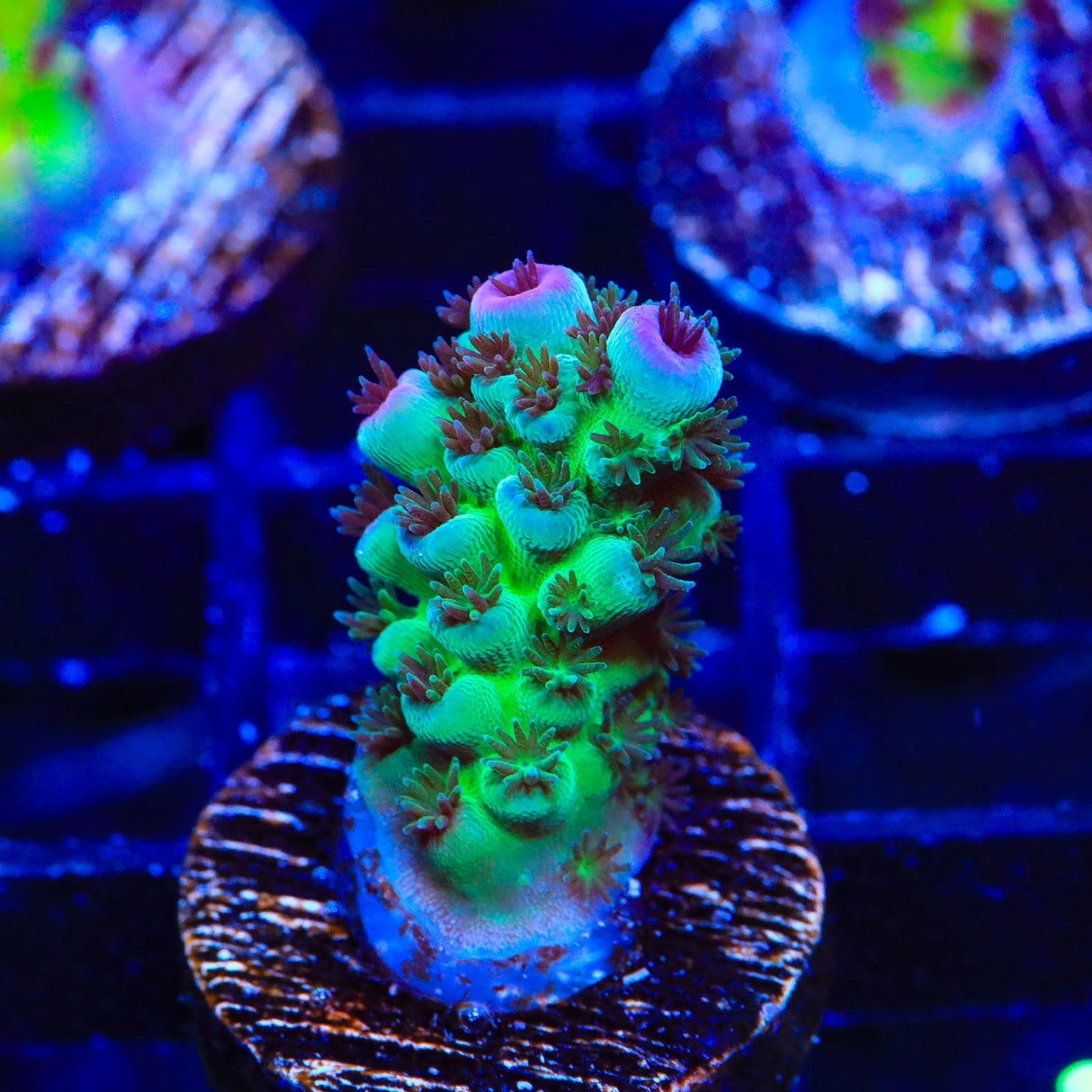 TSA Blueberry Sarmentosa Acropora Coral