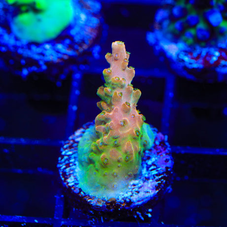 TGC Orange Creamsicle Acropora Coral