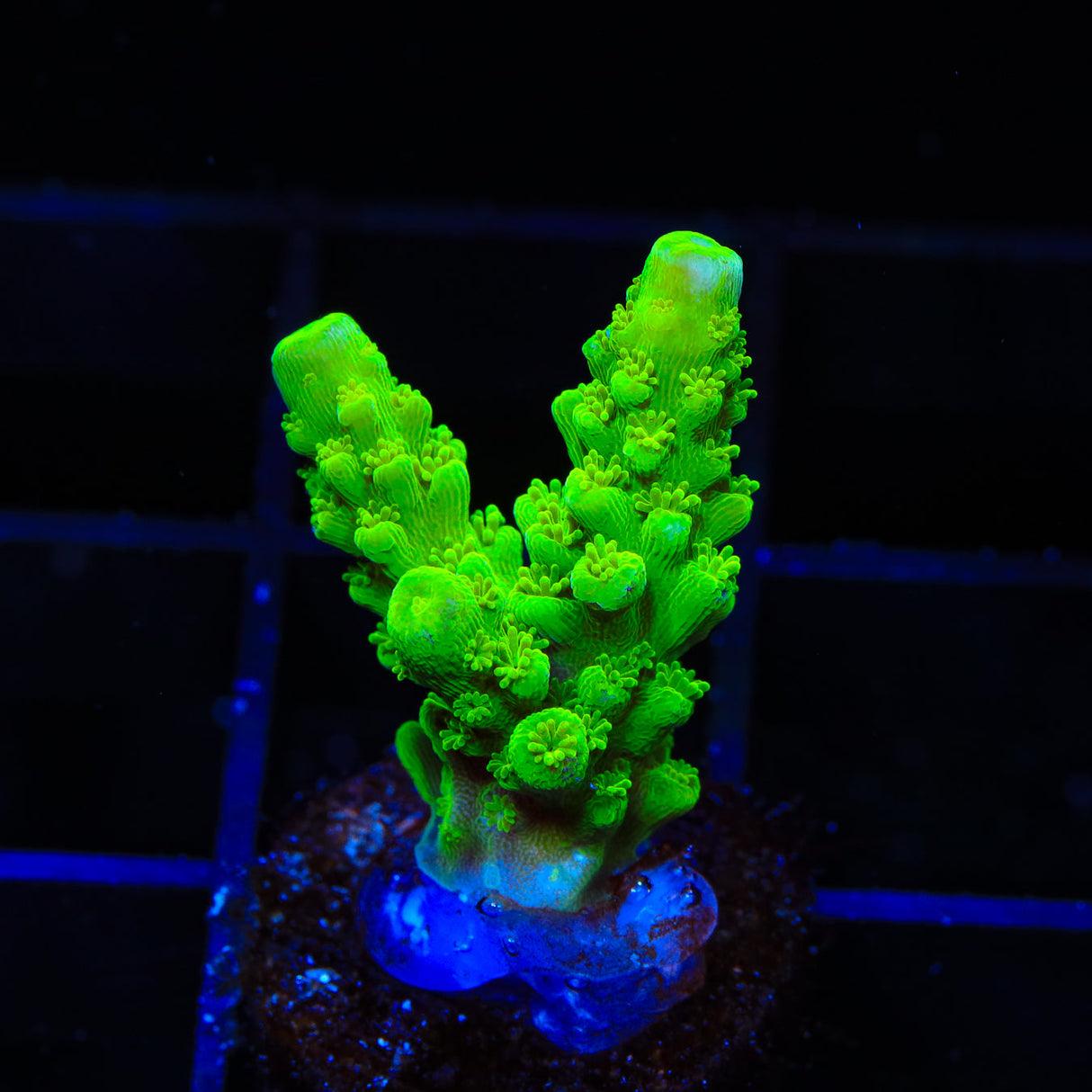 Green Slimer Acropora Coral - Top Shelf Aquatics