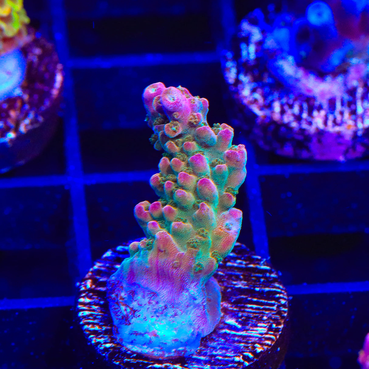 TSA Explosive Ember Acropora Coral