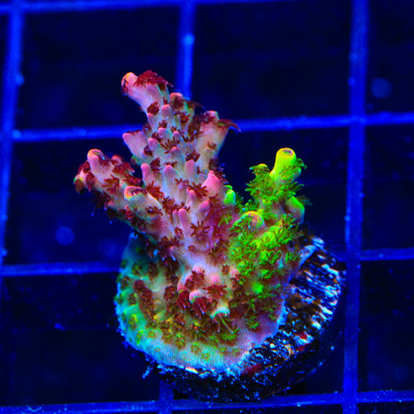 Tyree Pink Lemonade Acropora Coral