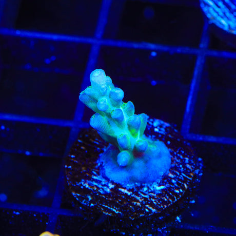 JF Fox Flame Acropora Coral