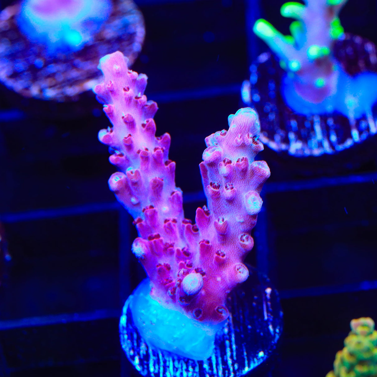 TSA Red Robin Acropora Coral