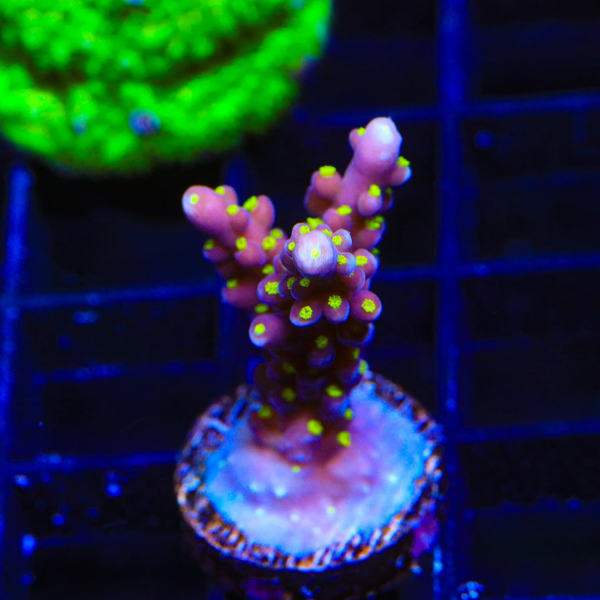 RR Firecracker Acropora Coral