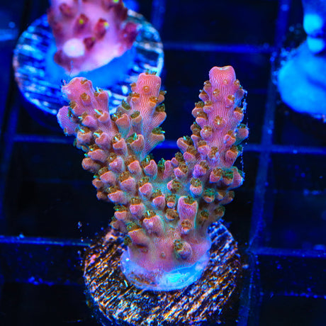 TSA Explosive Ember Acropora Coral