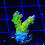 TSA Disco Fever Acropora Coral - Top Shelf Aquatics