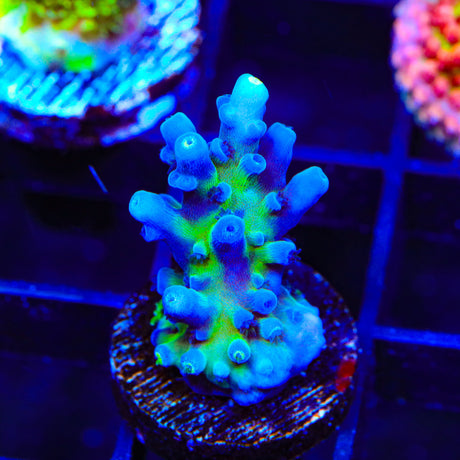 Jake Adams Immortal Tort Acropora Coral