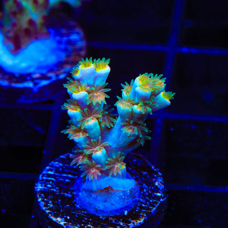TSA Tuco Speciosa Acropora Coral