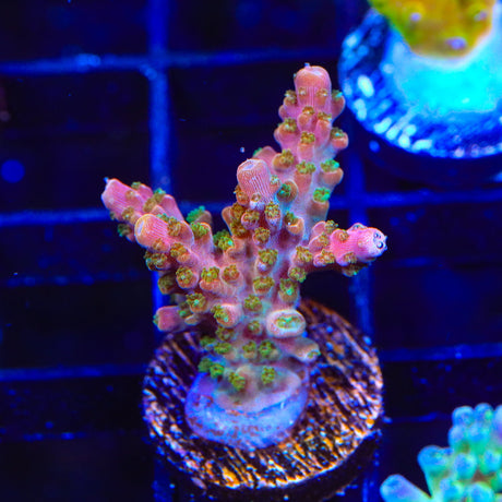 TSA Explosive Ember Acropora Coral