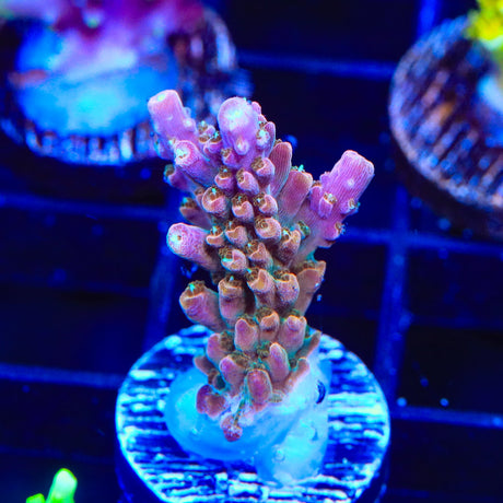 TSA Explosive Ember Acropora Coral