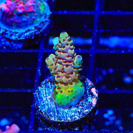 TSA Rainbow Sherbet Acropora Coral