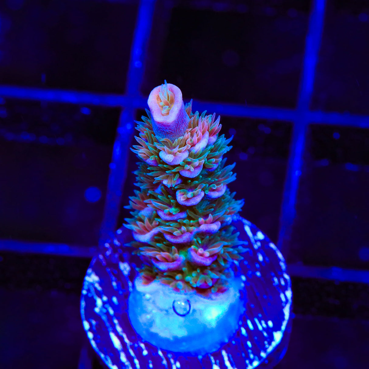 TSA Peach Tree Acropora Coral