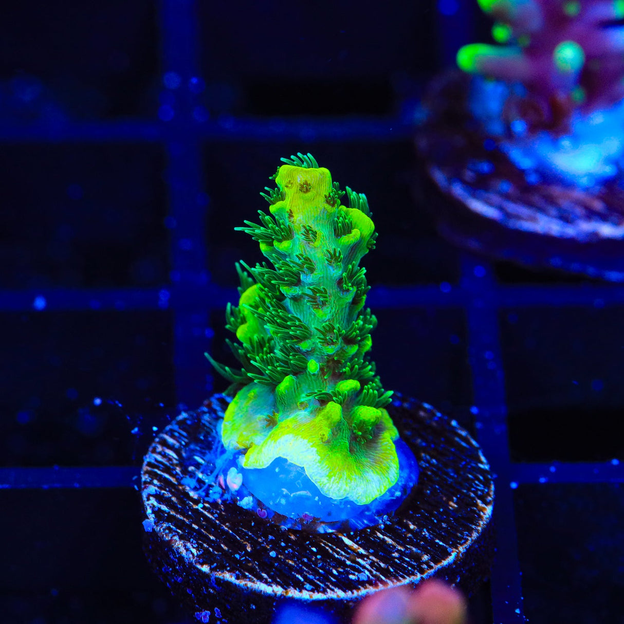 ORA Green Planet Acropora Coral