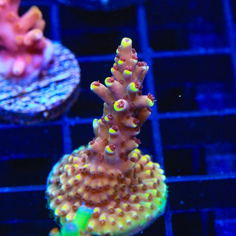 TGC Red Cadillac Acropora Coral