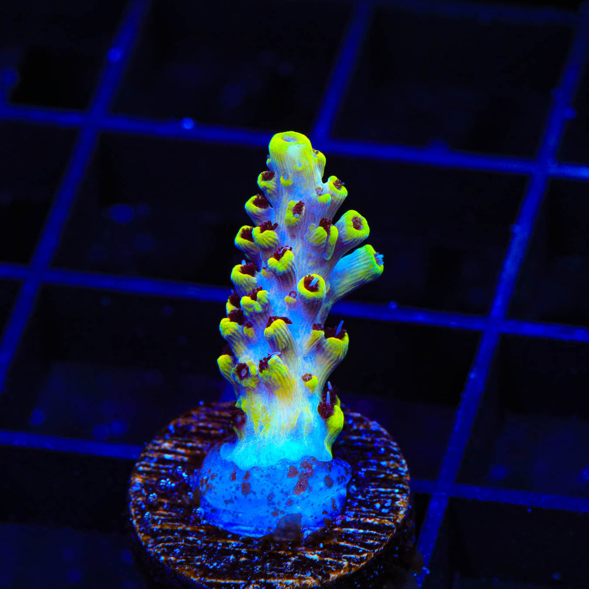 WWC Afterparty Acropora Coral