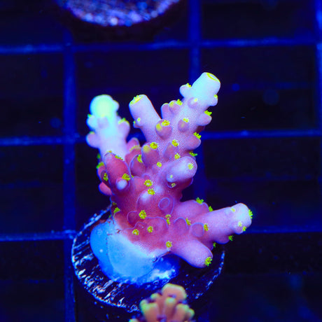 RR Firecracker Acropora Coral