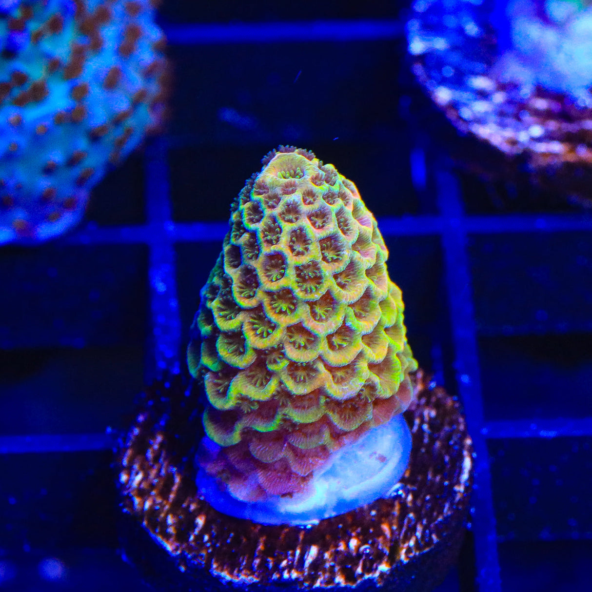 TSA Starburst Scream Spathulata Acropora Coral