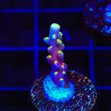 RR Firecracker Acropora Coral