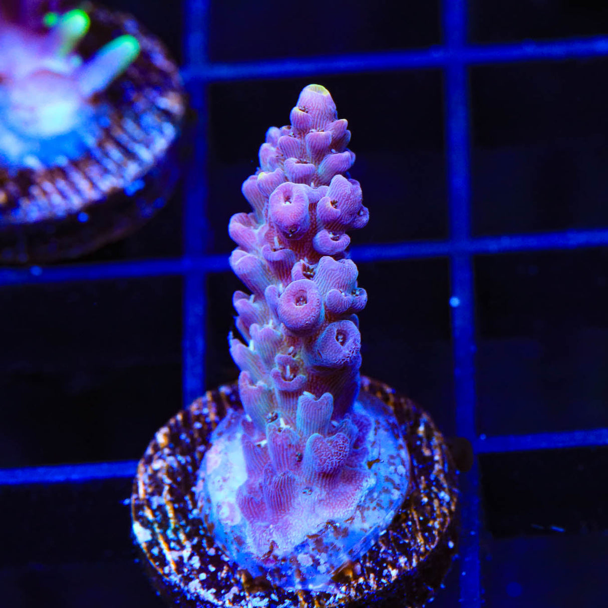 TSA Grimace Acropora Coral - Top Shelf Aquatics