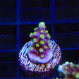 TSA Fire Dragon Acropora Coral