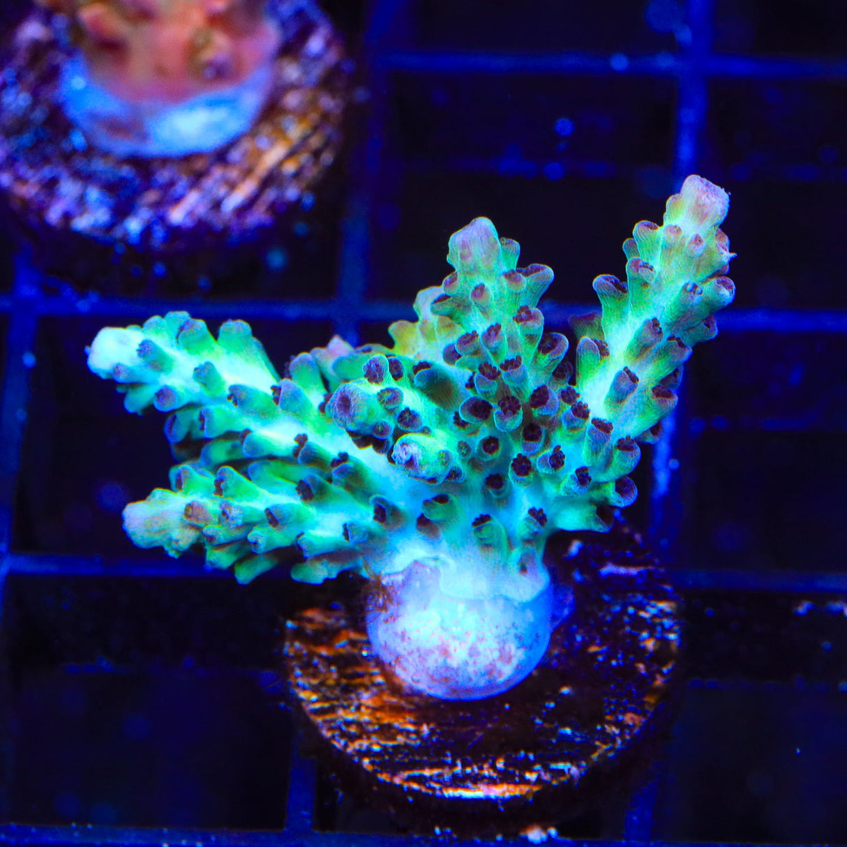 Greg Hiller's Aqua Delight Acropora Coral