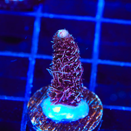 RR Firecracker Acropora Coral