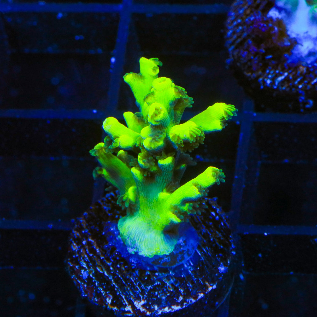 TSA Strawberry Shortcake Acropora Coral