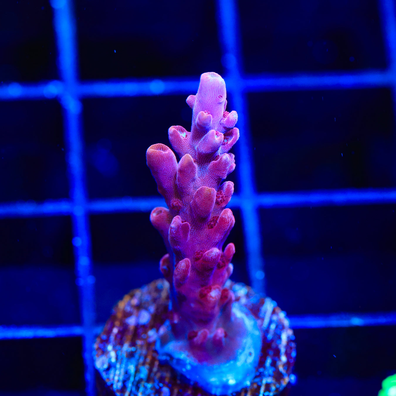 TSA Red Robin Acropora Coral