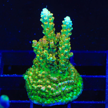 TSA Dan Aykroyd Acropora Coral