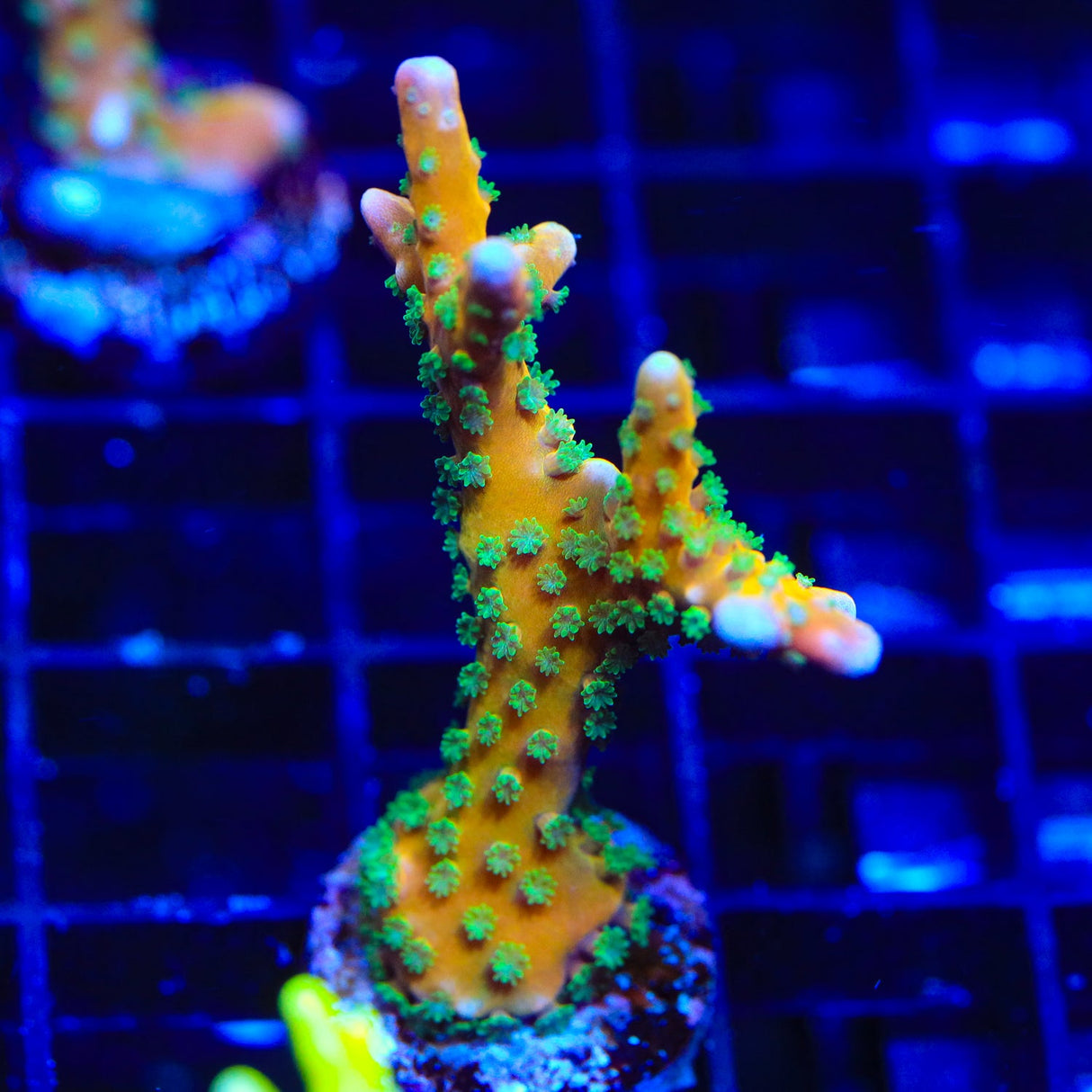 RRC Tropicana Anacropora Coral