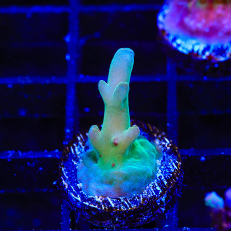 TSA Appletini Acropora Coral