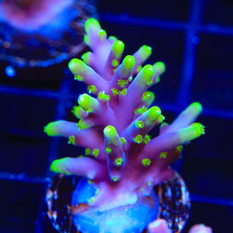 TSA The Riddler Acropora Coral