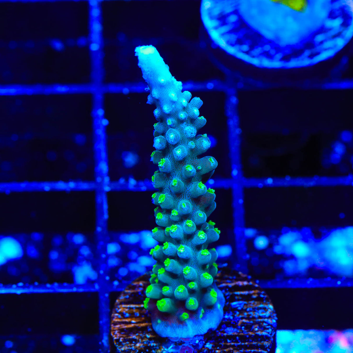 TSA Snozzberry Acropora Coral