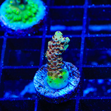 TSA Rainbow Sherbet Acropora Coral