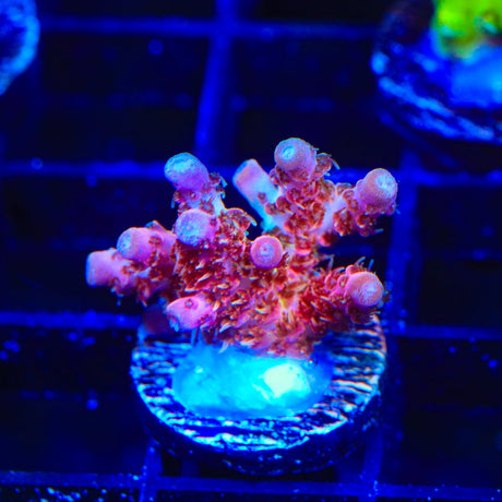 CB Golden Jawdropper Acropora Coral