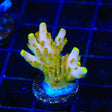 Laura's Purple Polyp Acropora Coral