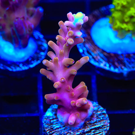 TSA Fire Dragon Acropora Coral