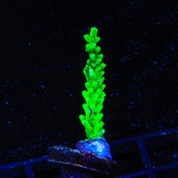 TSA Yoda Acropora Coral