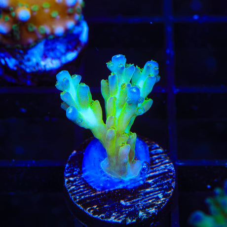 ORA Pearlberry Acropora Coral