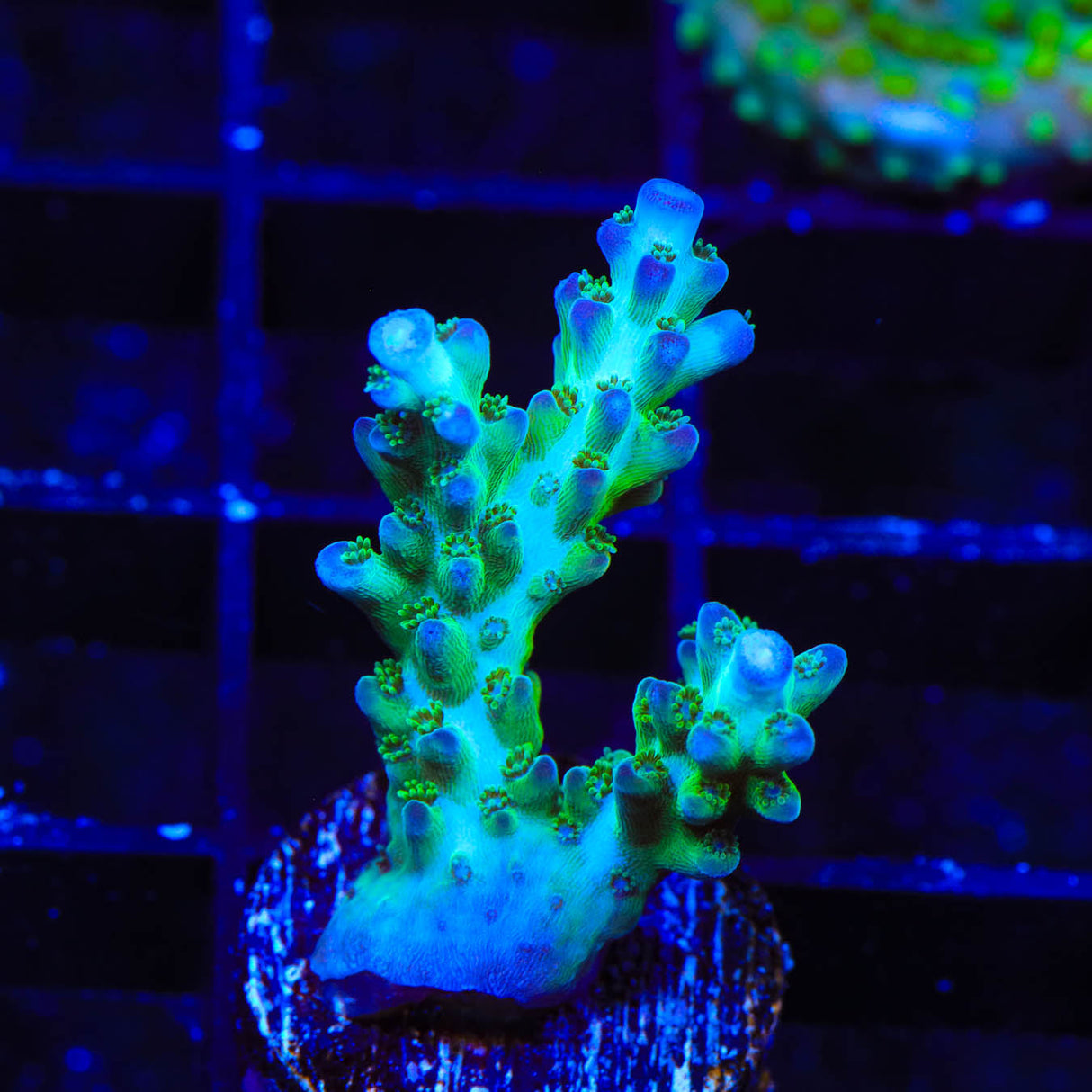 ORA Pearlberry Acropora Coral