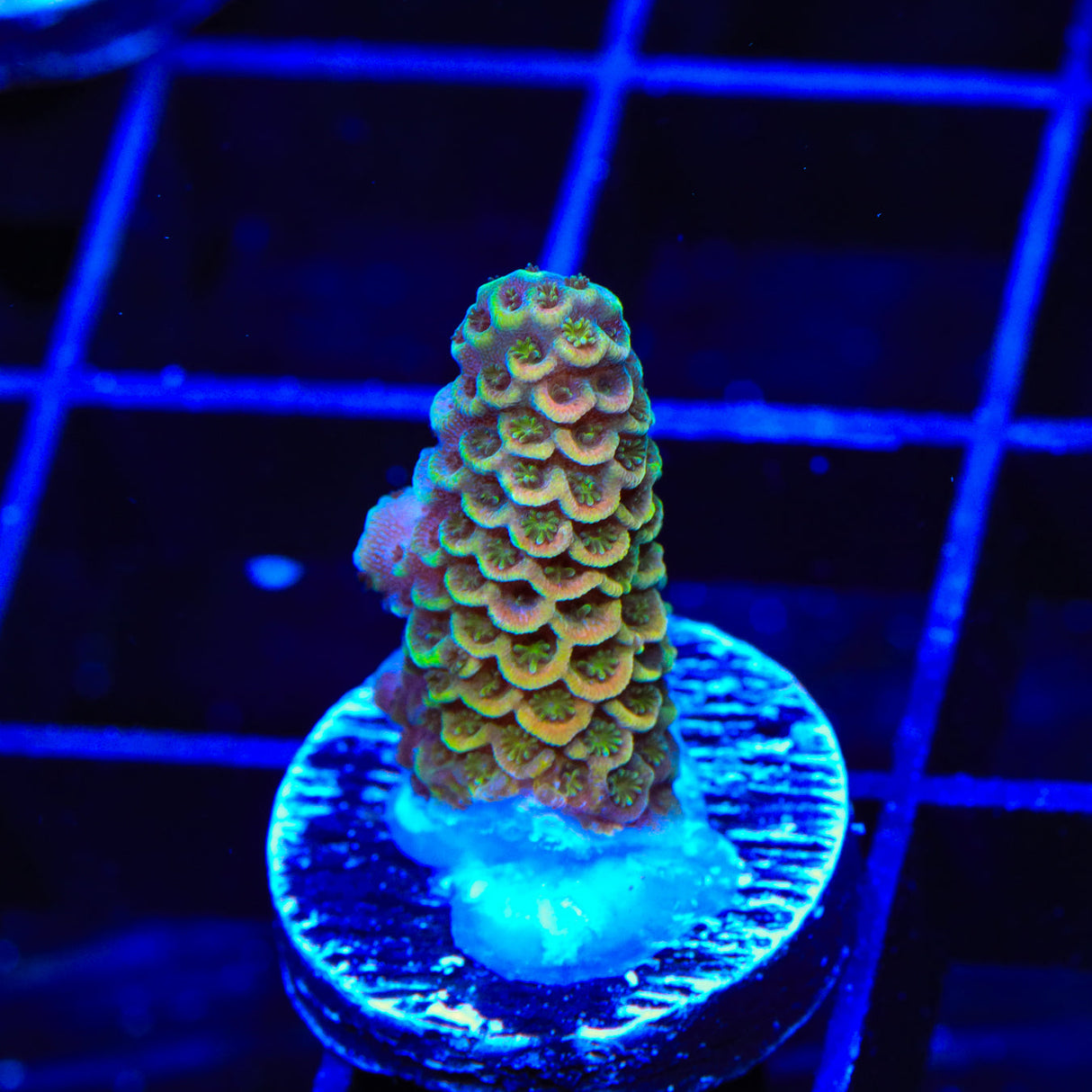 TSA Starburst Scream Spathulata Acropora Coral - Top Shelf Aquatics