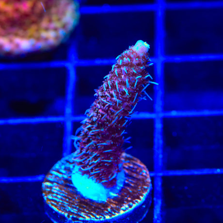 TSA Woolly Mammoth Acropora Coral